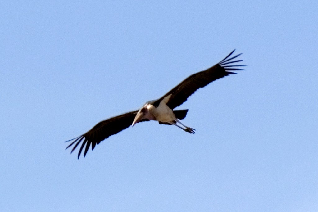 Kenia (177).jpg